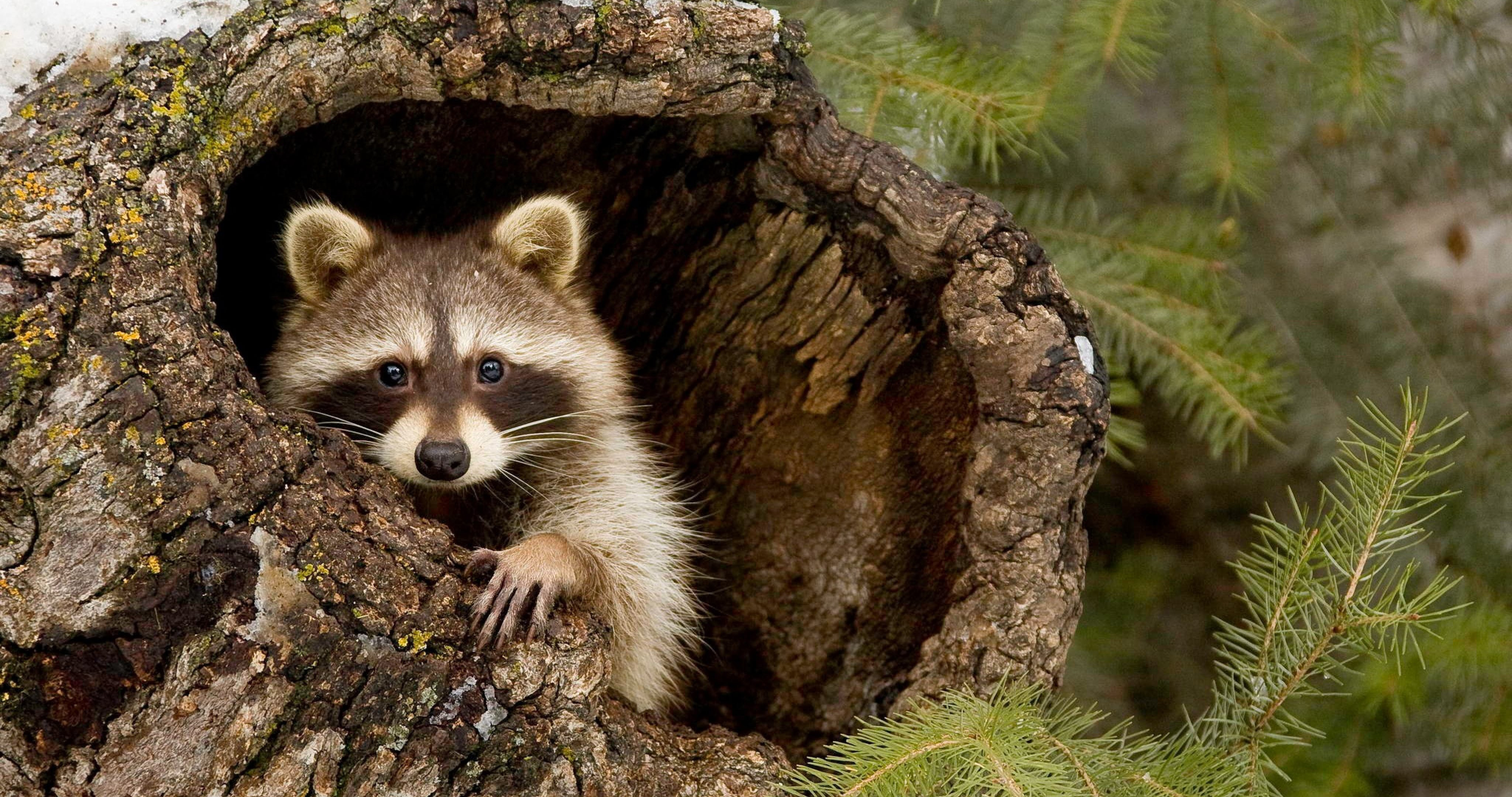Raccoon in tree